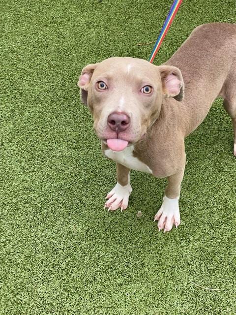 Photo of Jewels, adoptable Pit Bull Terrier in Fayetteville, North Carolina