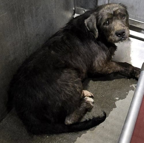 Photo of Clista, adoptable Terrier in Lancaster, California