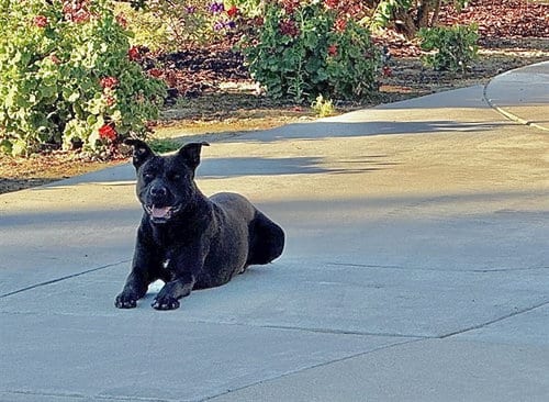 Photo of Shadow, adoptable Labrador Retriever in Bakersfield, California