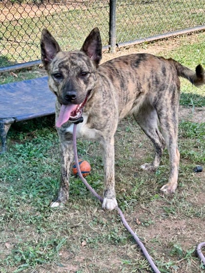 Photo of Shenzi, adoptable dog in Chamblee, Georgia