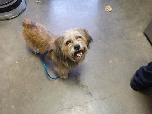 Photo of Gandoff, adoptable Havanese in Tulsa, Oklahoma
