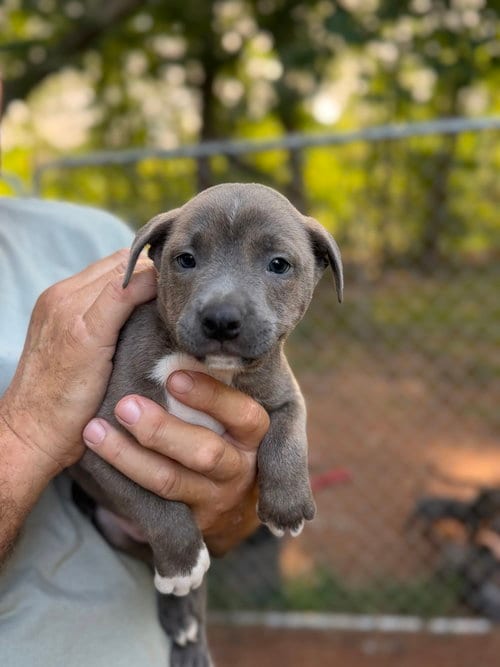 Photo of Lumiere, adoptable French Bulldog in Mooresville, North Carolina