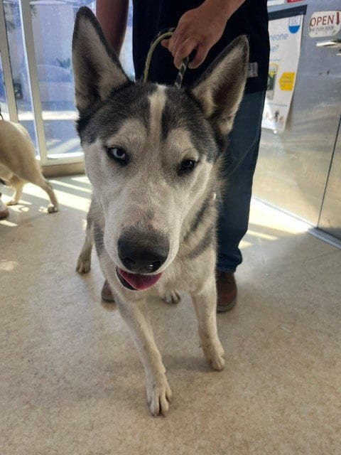 Photo of Finn, adoptable Husky in San Pedro, California