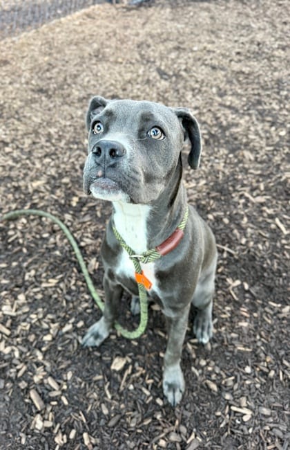 Photo of Prism, adoptable dog in Chamblee, Georgia