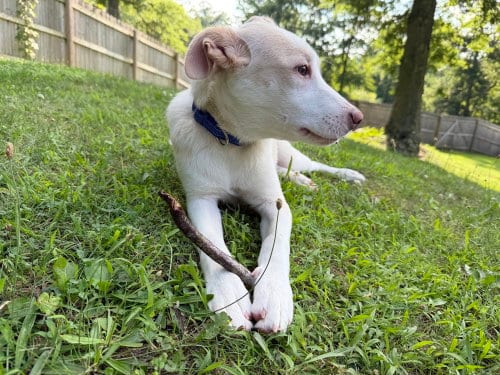 Photo of Artax (A Pups), adoptable Labrador Retriever in Brewster, New York