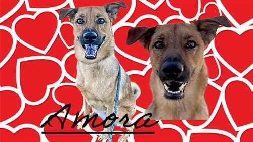 Photo of Amora, adoptable German Shepherd Dog in Albuquerque, New Mexico
