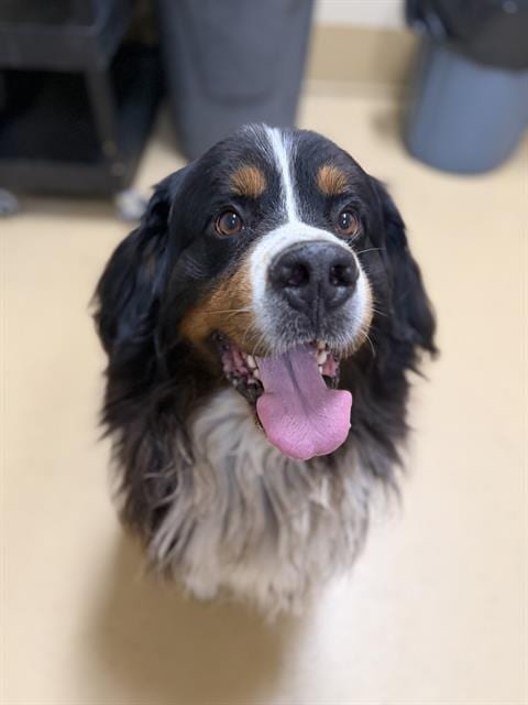 Photo of Prince, adoptable Bernese Mountain Dog in Chula Vista, California