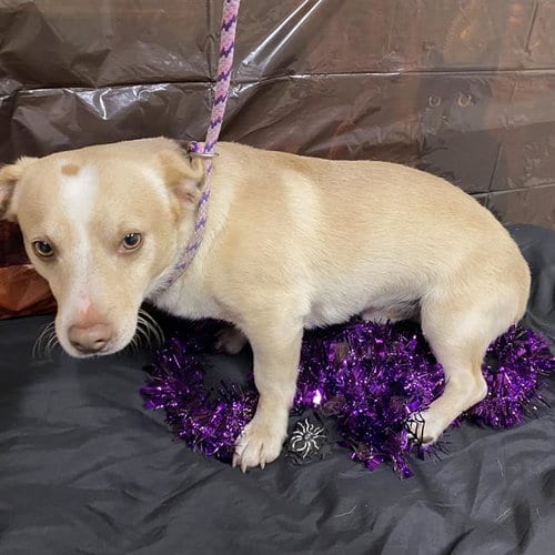 Photo of Casper, adoptable Chihuahua in Modesto, California