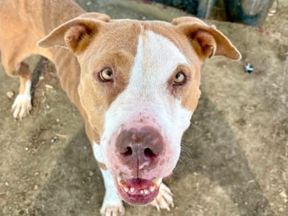 Photo of Carnation, adoptable dog in Georgetown, Texas