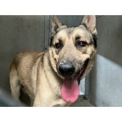 Photo of Vince, adoptable German Shepherd Dog in San Bernardino, California