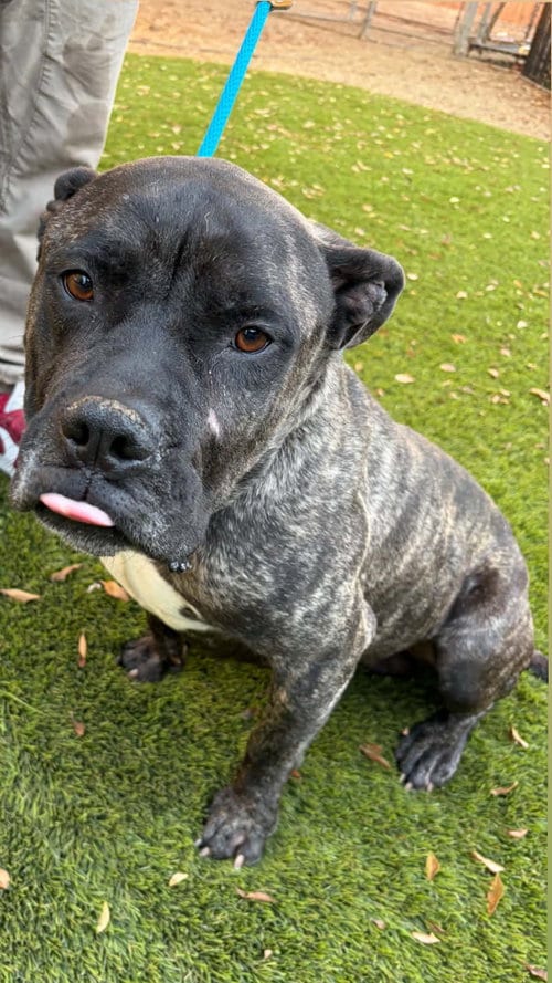 Photo of Calvin, adoptable American Staffordshire Terrier in San Diego, California
