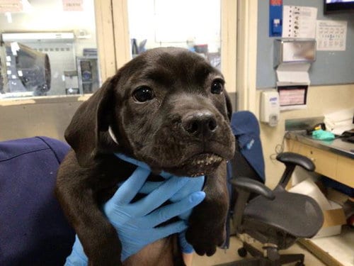 Photo of Nevaeh, adoptable Pit Bull Terrier in Riverside, California
