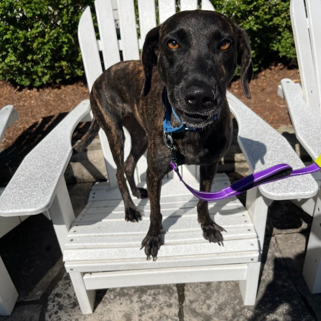 Photo of Julia, adoptable Whippet / Retriever, Labrador in South Elgin, Illinois