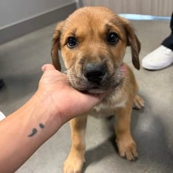 Photo of Hannah, adoptable Golden Retriever in San Antonio, Texas