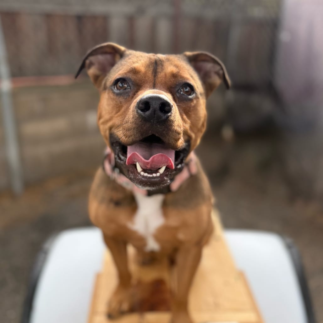 Photo of King Zion, adoptable Mixed Breed (Medium) in San Francisco, California