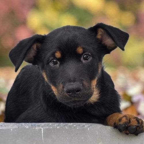 Photo of Eureka Pup - Carter, adoptable Wirehaired Fox Terrier in San Diego, California