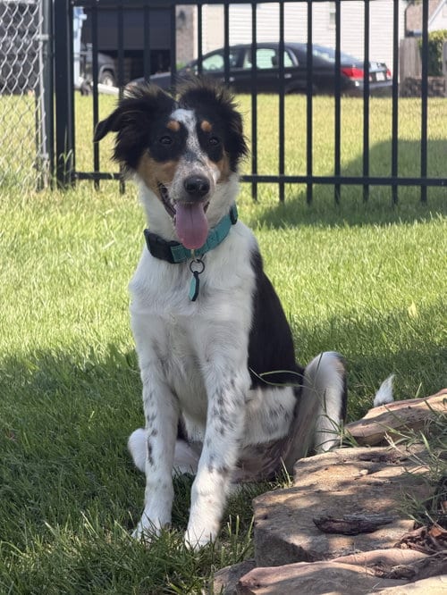 Photo of Millie, adoptable Australian Shepherd in Hillsboro, Missouri