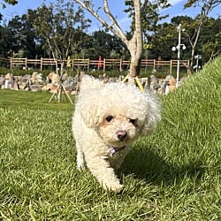 Photo of Louis, adoptable Poodle (Toy or Tea Cup) Bichon Frise in Washington, District of Columbia