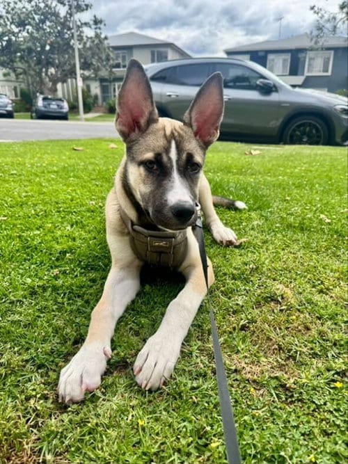Photo of Luna, adoptable German Shepherd Dog in San Diego, California
