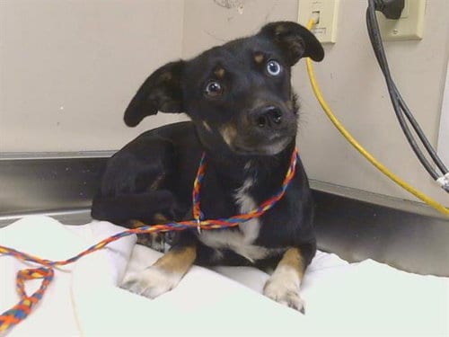 Photo of Lola, adoptable Dachshund in Sacramento, California
