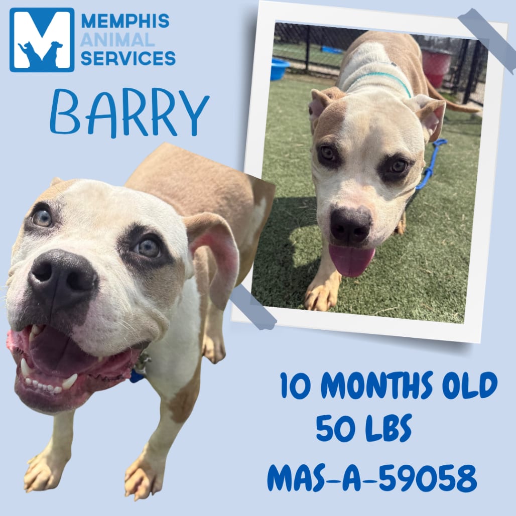 Photo of Barry, adoptable Mixed Breed (Medium)