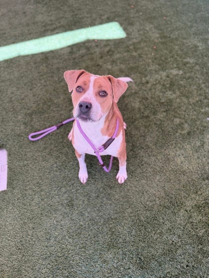Photo of Kiko, adoptable dog in Farmington, New Mexico
