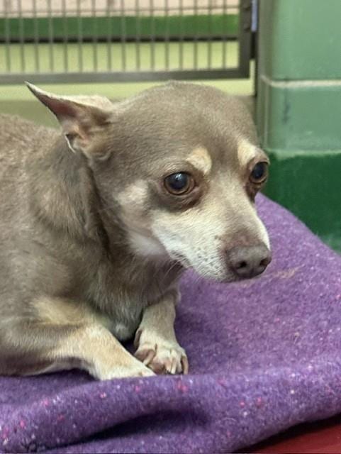 Photo of Pepe, adoptable Chihuahua in Dallas, Texas