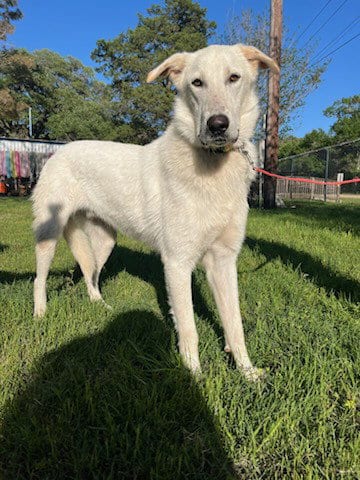 Photo of Erebor, adoptable Great Pyrenees in Sheridan, Texas
