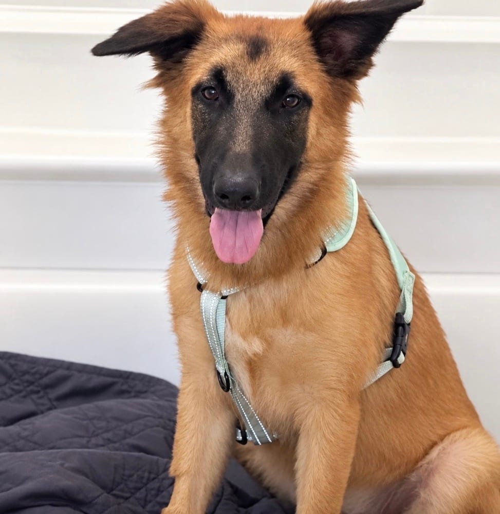 Photo of Zoriah, adoptable Shepherds (All Types) in Eugene, Oregon