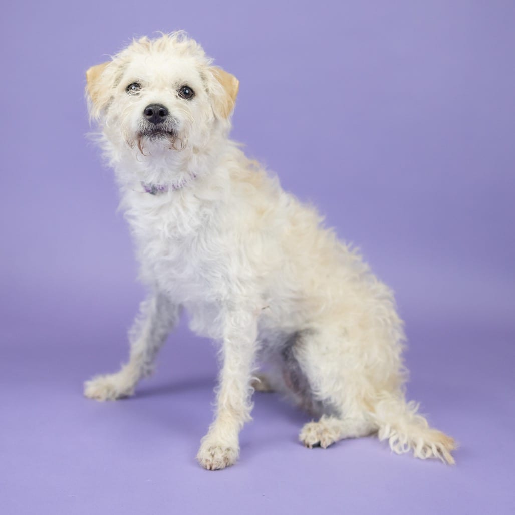 Photo of Storm, adoptable Poodle in Portland, Oregon