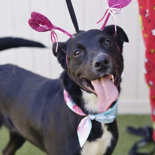 Photo of Luna, adoptable Labrador Retriever in San Antonio, Texas