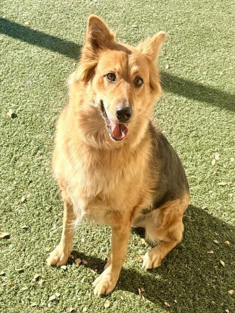 Photo of Jada, adoptable Australian Shepherd in Salinas, California