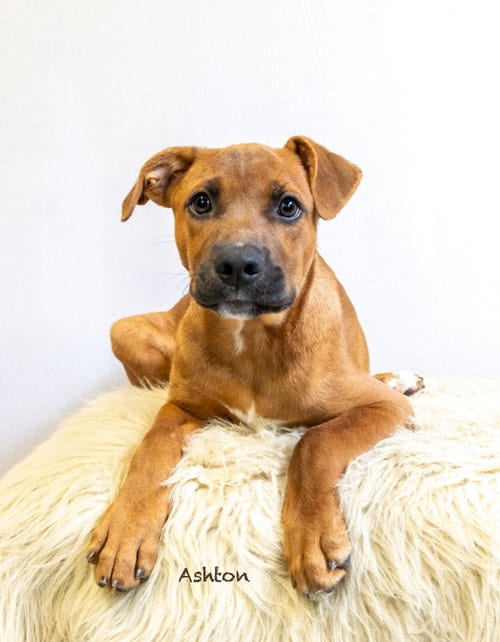 Photo of Ashton, adoptable Terrier in Hot Springs Village, Arkansas