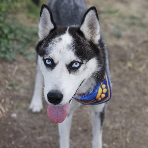Photo of Honey, adoptable Husky in San Antonio, Texas