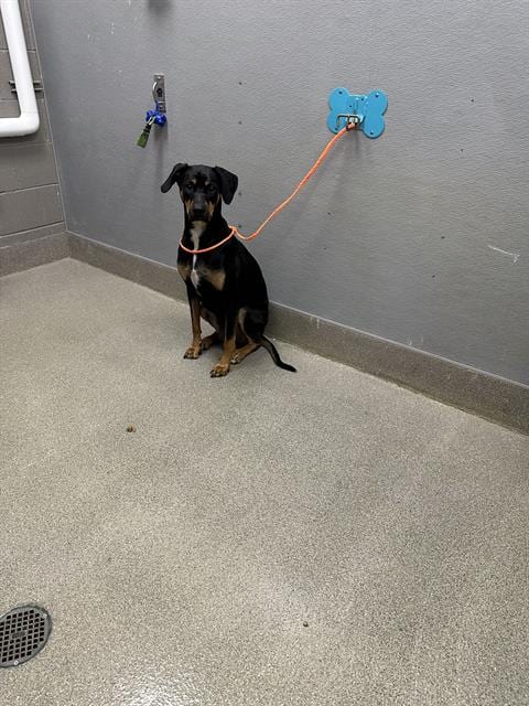 Photo of Azaylah, adoptable Rottweiler in Las Vegas, Nevada