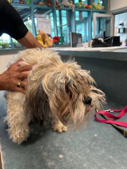 Photo of A2301642, adoptable Poodle (Miniature) in Chatsworth, California