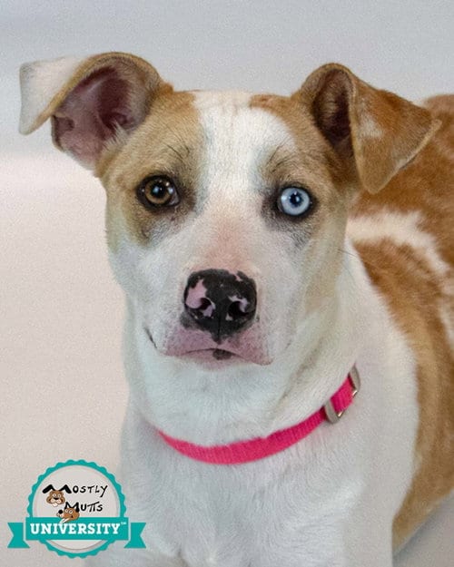 Photo of Mychelle, adoptable Terrier in Kennesaw, Georgia