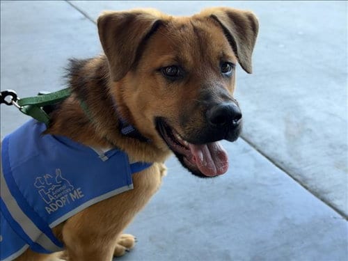 Photo of Bob, adoptable German Shepherd Dog in Los Angeles, California