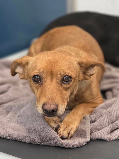 Photo of Libby, a Female Dachshund Corgi, adoptable Dachshund in Arlington, Washington
