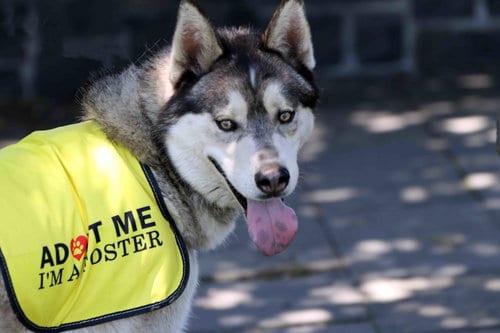 Photo of Klaus, adoptable Siberian Husky in Walnut Creek, California