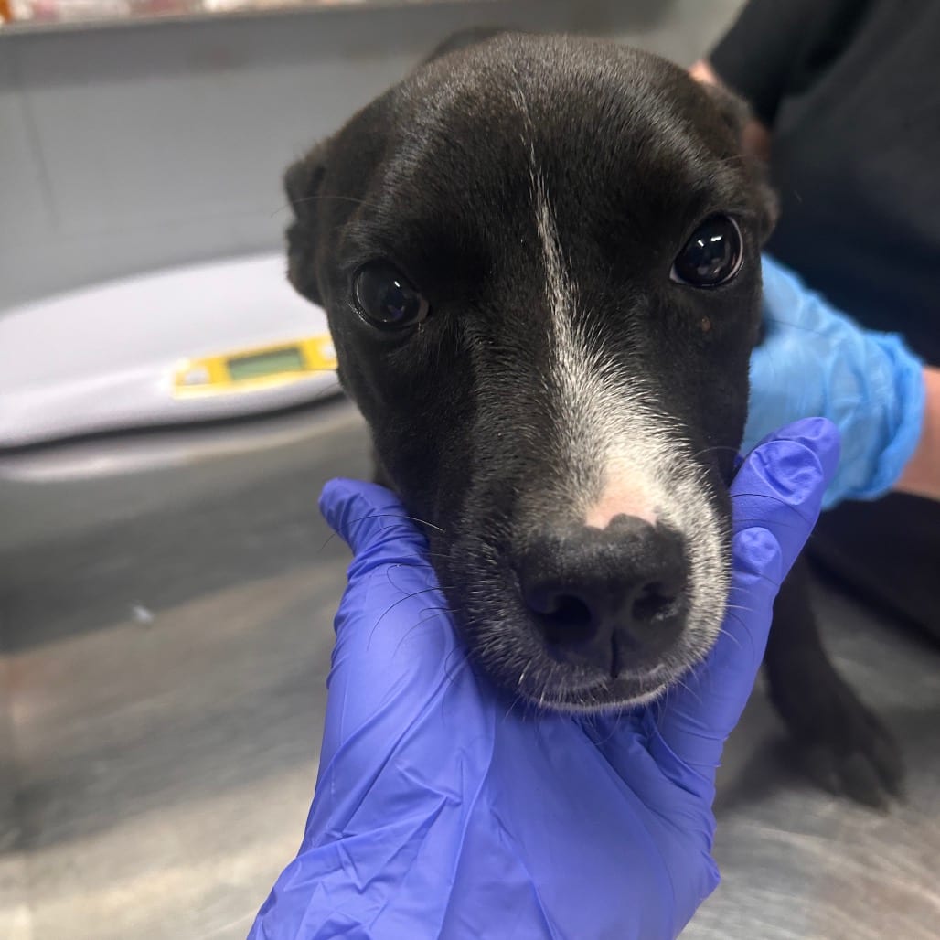 Photo of Tippy Toes @ Foster, adoptable Mixed Breed (Medium) in Summerville, South Carolina