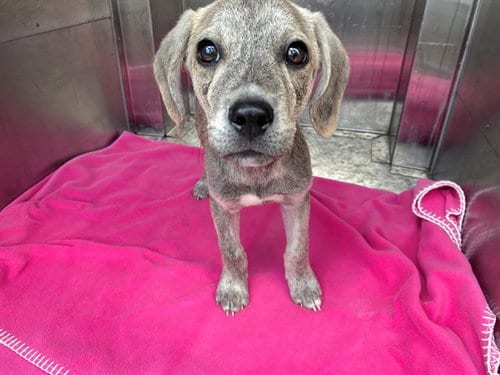 Photo of Kyro, adoptable Plott Hound in Garland, Texas