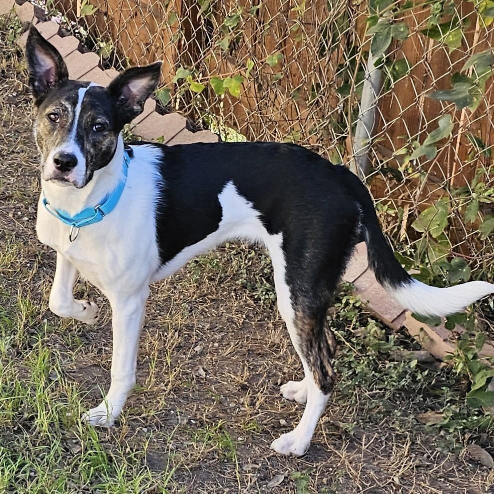 Photo of Chichi, adoptable Shepherd in San Antonio, Texas