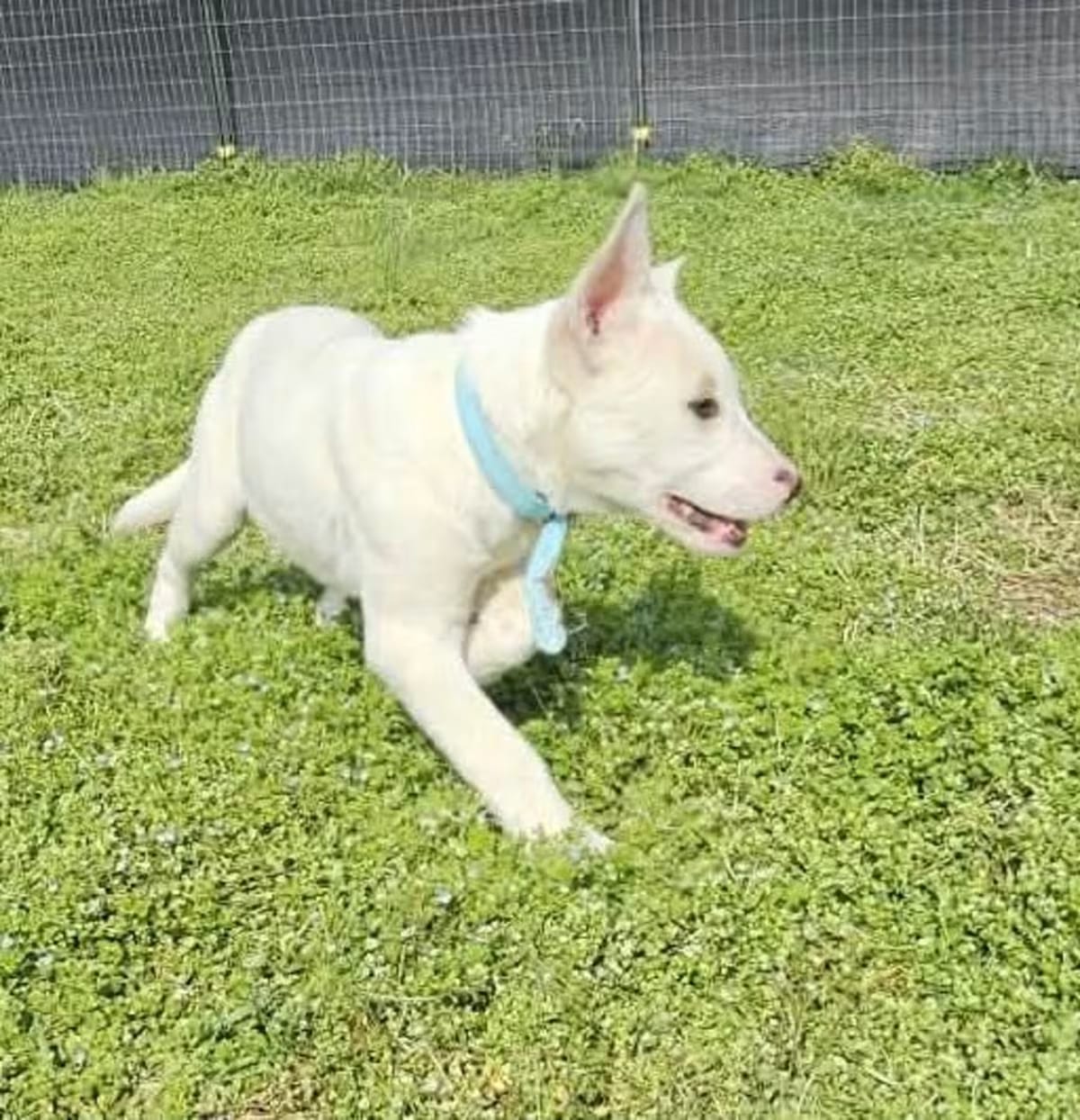 Photo of Cyan, adoptable Great Pyrenees/Shepherd (Unknown Type) in Callao, Virginia