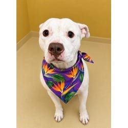 Photo of Hydro, adoptable American Bulldog in Doral, Florida