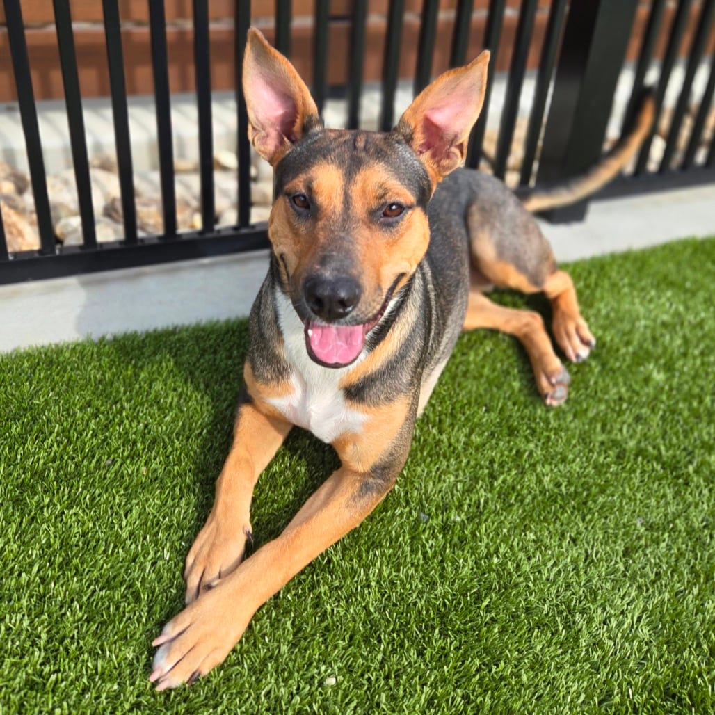Photo of Spice, adoptable Hound in Spartanburg, South Carolina