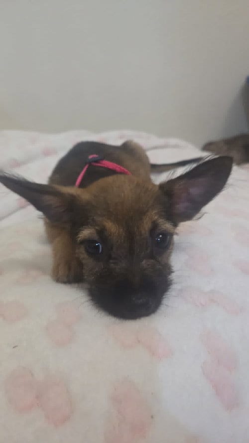 Photo of Brillit, adoptable Chihuahua in Virginia Beach, Virginia