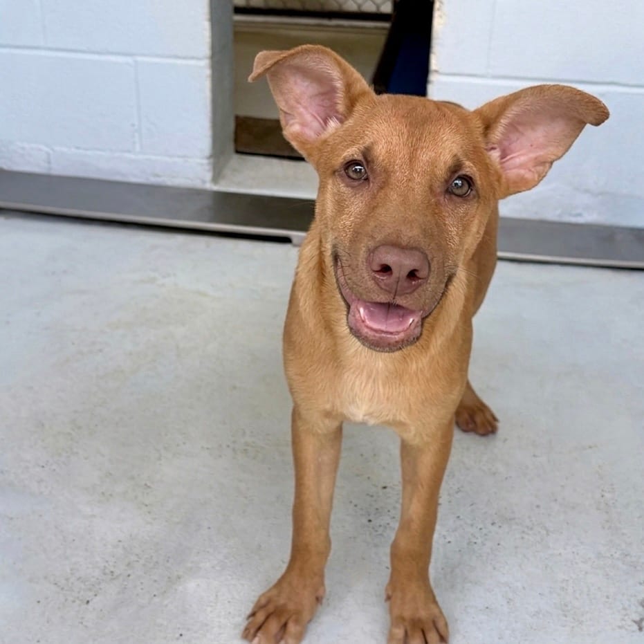 Photo of Hairy 26-06-020, adoptable Black Mouth Cur / Kelpie, Australian in Bastrop, Texas
