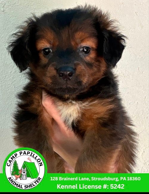 Photo of Holley, adoptable Australian Shepherd in Stroudsburg, Pennsylvania