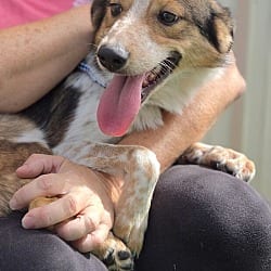 Photo of Dorothy, adoptable Australian Shepherd Collie in Waterloo, Illinois